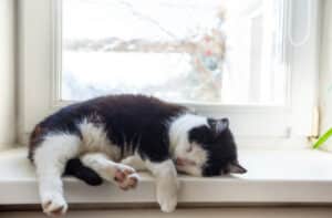 cat sleeping