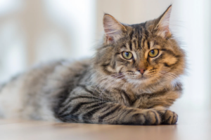 tabby cat names