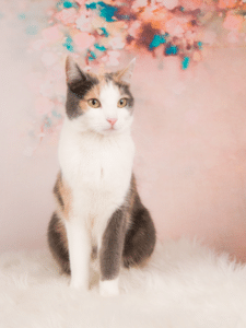 female cat names