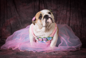 top dog female names