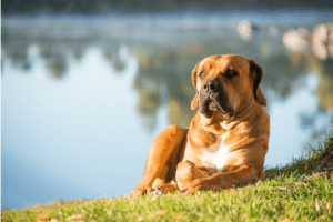 top unusual male dog names