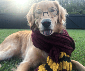 top names for dogs