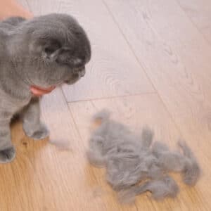 cat losing hair