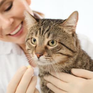 cat dose of melatonin