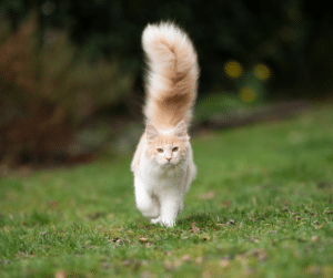 why does my cat follow me