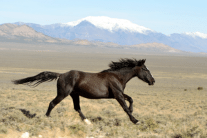 wild horses in america
