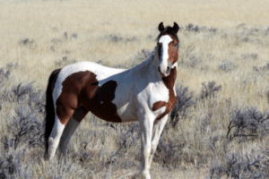 blm mustang adoption