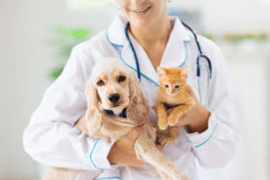 can dogs donate blood to cats