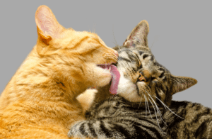 can you spay a cat in heat