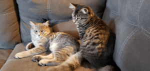 can a cat be spay while in heat