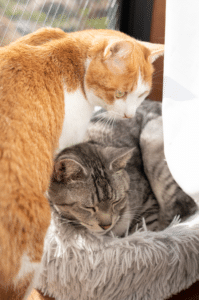 can a cat in heat be spayed