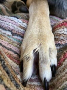 dog chewing paw