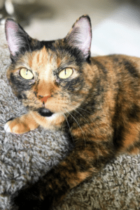 cat freckles
