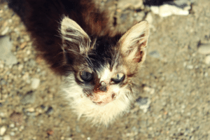 is lentigo in cats dangerous