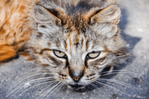 cat whiskers