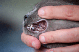black spots on cats gums