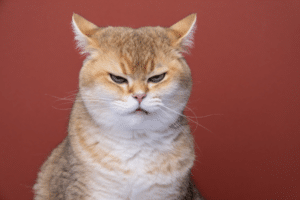 airplane ears cat
