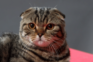 why do cats do airplane eart