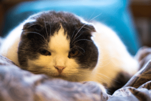 cat airplane ears meaning