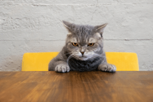 cats airplane ears