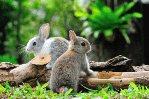 binkies rabbit