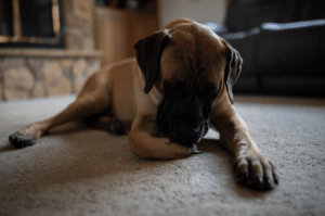 dog chewing on paws
