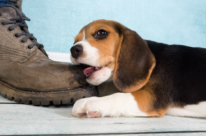 dog chewing their paws