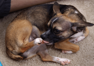 why does my dog chew his paws