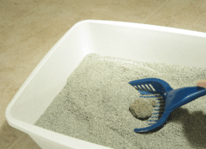 cat litter