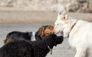 dog wagging tail