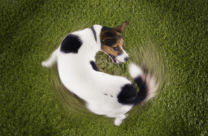 why do dogs wag their tail