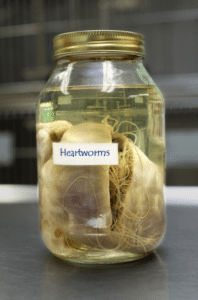 cat dog heartworm