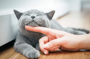 dewormer for cats