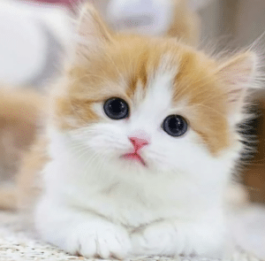 dewormed kitten