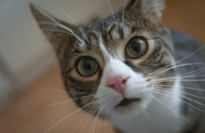 dewormer for kittens