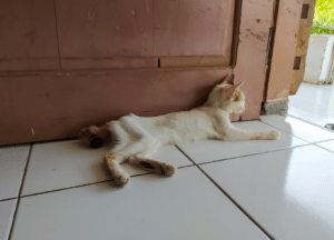 cat malnourished