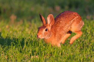 binkying rabbits