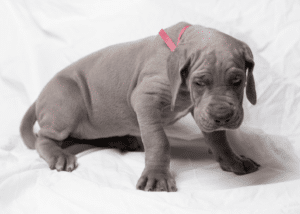 dog tail wagging interpretation