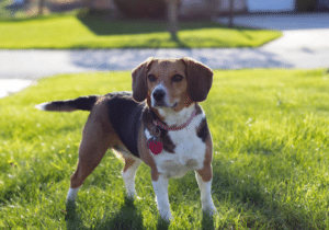 why do dog's tail wag