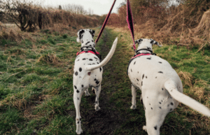 why do dogs tails wag