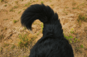 the tail that wagged the dog