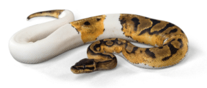 snake scale rot