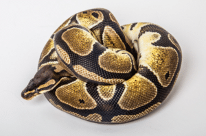 ball python scale rot