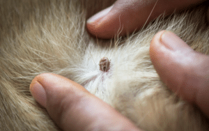 dog tick