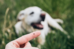 ticks on dogs