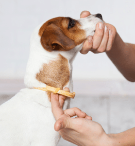 flea tick medicine for dogs