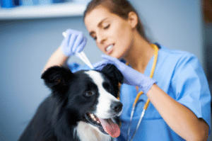 flea and tick prevention