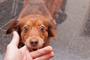 why do dogs nibble on you