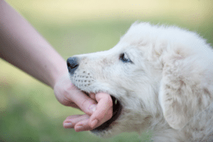 dog is nibbling and play rough after being neutered