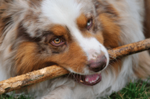 why do dogs nibble
